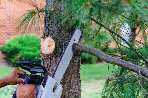 Professional Tree Service in Cookeville, TN